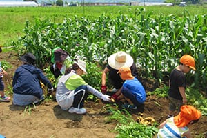 ジャガイモの収穫(学童クラス)